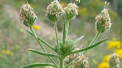 گیاه اسفرزه چه خاصیت هایی دارد