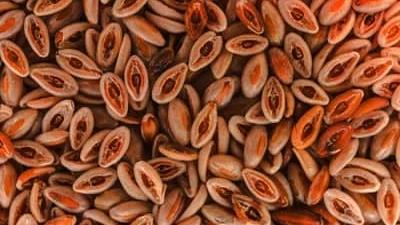 اسفرزه را چگونه استفاده و مصرف کنیم