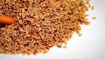 گیاه اسفرزه برای بسیاری از بیماری ها خوب است