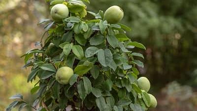 طبع میوه به از نظر طب سنتی چیست