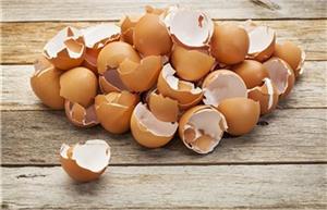 پوست تخم مرغ ناخن های شما را تقویت می کند
