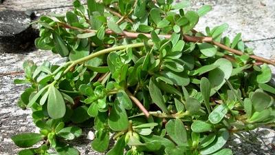 خورشت خرفه را چطوری می پزند