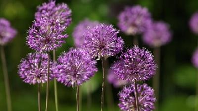 با خاصیت ها و فواید گیاه بن سرخ آشنا شوید