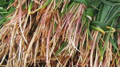 گیاه بن سرخ برای کلیه مفید است