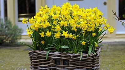 گل نرگس را چطور در خانه بکاریم