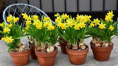 بهترین موقع برای کاشت پیاز گل نرگس چه فصل و زمانی است