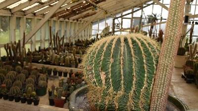 از بهشت کاکتوس‌ های آستارا دیدن کنید