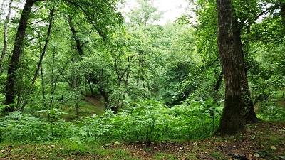 جنگل لفور در کجا است