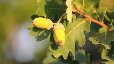 بلوط جنگلی را چگونه مصرف کنیم