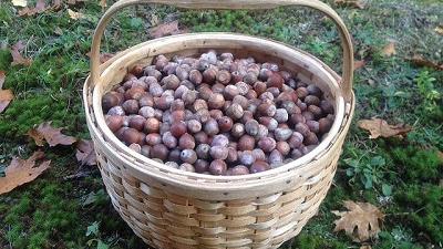 بلوط جنگلی برای چی خوب است