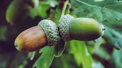 از بلوط جنگلی چه استفاده هایی می کنند