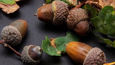 خواص بلوط جنگلی برای کلیه و معده چیست