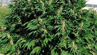 ماده مخدر گل چه عوارضی دارد