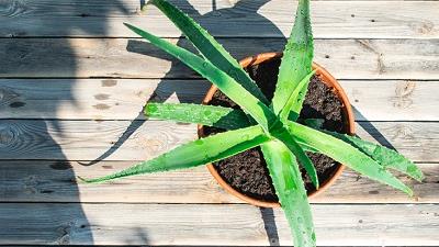 چگونه از گیاه آلوئه ورا در خانه مراقبت کنیم