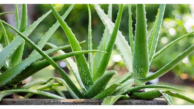 آلوئه ورا به چه مقدار نور و آب نیاز دارد