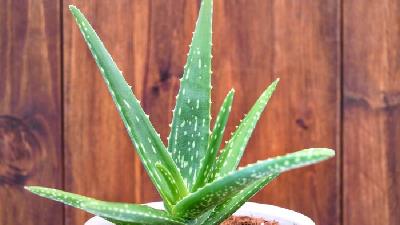 نگهداری از آلوئه ورا در خانه به چه امکاناتی نیاز دارد