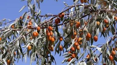 خواص پودر سنجد از نظر طی سنتی چیست