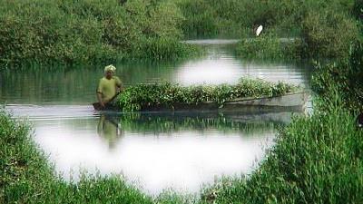 جنگل حرا در چابهار منحصر به فرد است