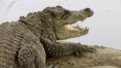 گاندو یکی از جانوران بومی چابهار است