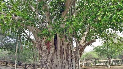 درخت انجیر معابد در سواحل چابهار دیده می شود