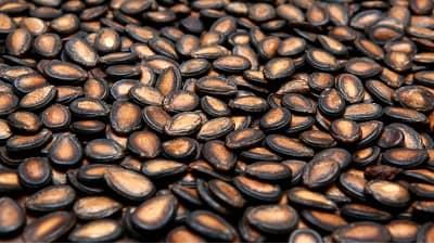 طرز بو دادن تخمه هندوانه چگونه است