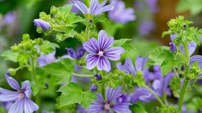 گیاه پنیرک چه خاصیت ها و فوایدی دارد