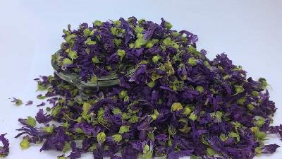 پنیرک از جمله گیاهان دارویی مفید برای سرفه است