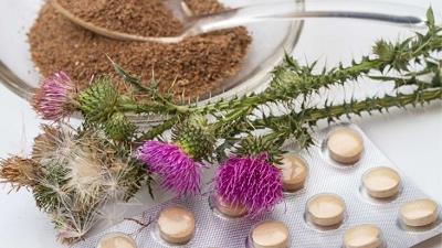 خار مریم برای سلامت کبد بسیار مفید است