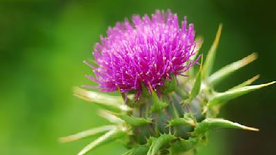 خاصیت خار مریم در طب سنتی شامل چه مواردی می شود