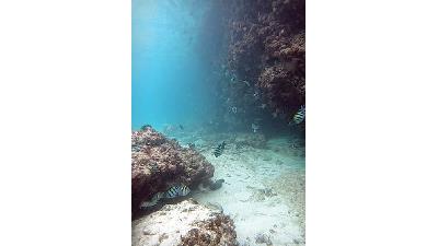 در ساحل شیدور ماهی های گوناگونی را می بینید