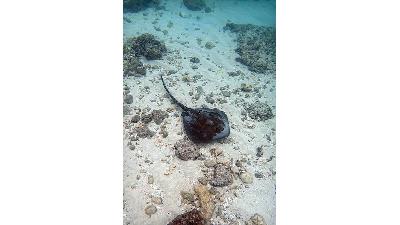 جزیره مارو چه دیدنی هایی دارد