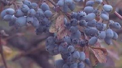 زرشک سیاه برای کم خونی و کبد چرب بسیار مفید است