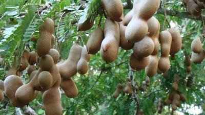 تمبر هندی برای چی خوب است