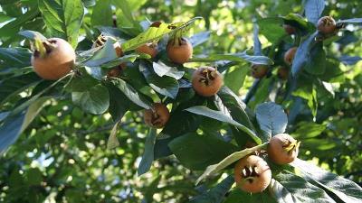 طبع ازگیل و طریق مصرف آن چگونه است