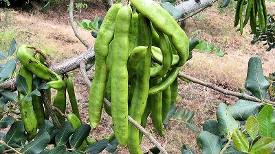 فواید گیاه خرنوب چیست