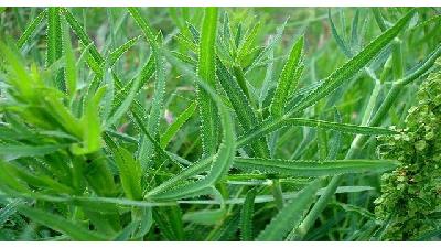 خواص و ضررهای غازیاغی چیست