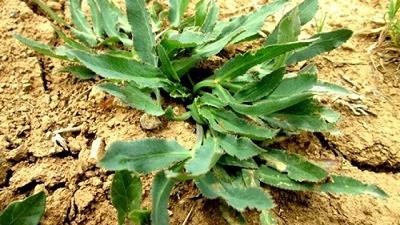 غازیاغی یا قازیاقه خاصیت لاغر کننده دارد