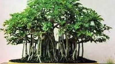 بونسای گیاه مناسبی برای نگهداری در آپارتمان است