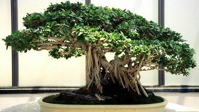 چگونه از بونسای در خانه نگهداری کنیم