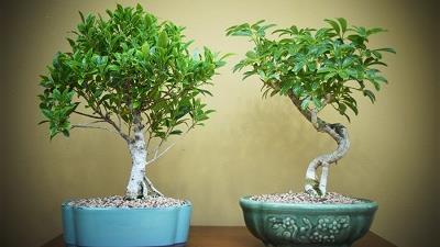 بونسای را چگونه آبیاری کنیم