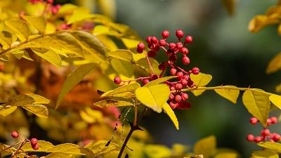 کاربردهای گیاه فاخره در طب سنتی چیست