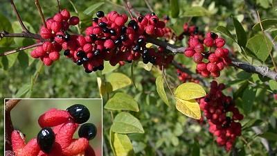 گیاه فاخره چه خاصیت هایی دارد