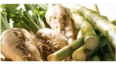 چغندر سفید یا قرمز کدام یک مفیدتر هستند