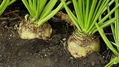 با خاصیت های چغندر آشنا شوید