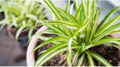 گل گندمی به چه مراقبت هایی نیاز دارد