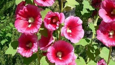 گل ختمی برای پوست و مو چه فایده هایی دارد