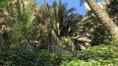 شوشتر شهری با قدمت زیاد و دیدنی های گوناگون است