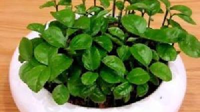 روش کاشت هسته پرتقال و نارنج برای سبزه عید چگونه است