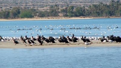 پارک ملی نایبند یکی از مناطق دیدنی عسلویه است