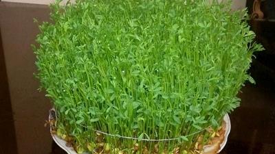 سبزه عدس را چطور سبز کنیم